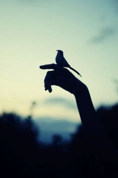 a person holding a bird in their hand at sunset or dawn with the sky behind them