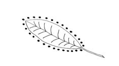 a drawing of a leaf with dots on it