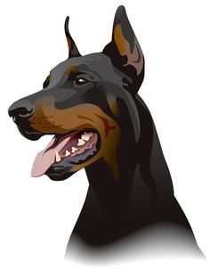 a black and brown doberman dog with its tongue out, looking to the side