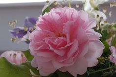 a pink flower sitting on top of a lush green leafy plant next to a window