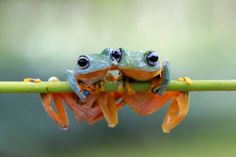 Frog Tattoos, Frog And Toad, Tree Frogs, Free Stock Photos Image, Inspirational Images, Amphibians, Toad