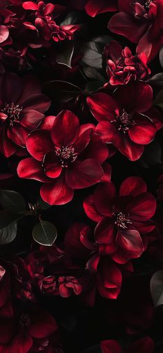 a bunch of red flowers with green leaves in the middle on a black background that is very dark