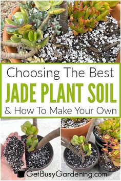 the best jade plant soil and how to make your own