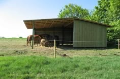 three horses are standing in the grass near a fenced off area with a shed