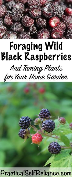 black raspberries with the title foraging wild black raspberries and turning plants for your home garden