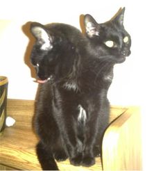 two black cats sitting on top of a wooden table