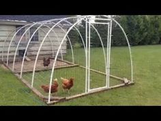 three chickens in a small chicken coop on the grass next to a shed with an arched roof