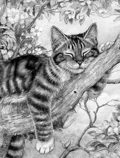 a pencil drawing of a cat on a tree branch