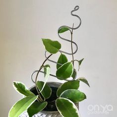 a potted plant with some green leaves in it and a wire decoration on top