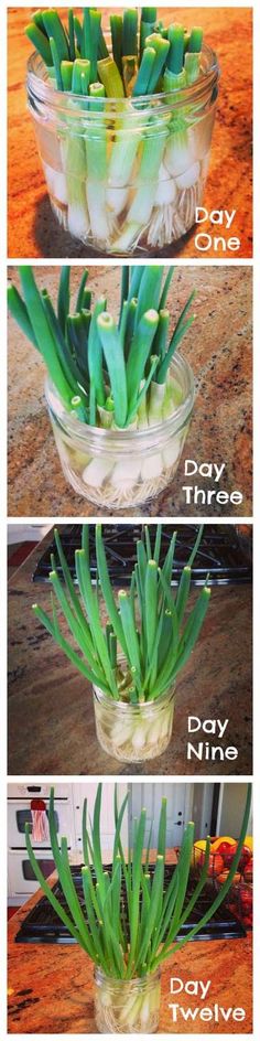 three pictures showing different types of succulents in glass bowls