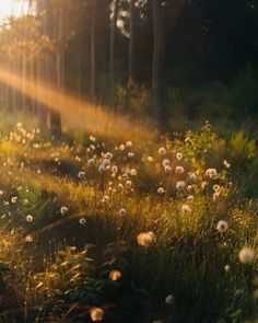 the sun shines brightly through the trees and grass in this field filled with dandelions