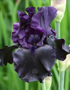 a close up of a purple flower with green leaves in the background and grass behind it