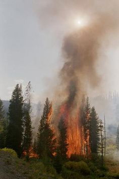 Size: 24x16in Trees Burning in Forest FireChoose from our catalog of over 500,000 posters!