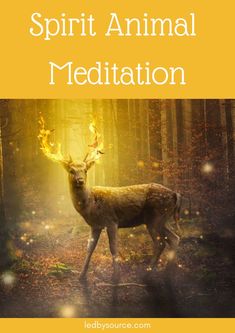 Spirit Guide Signs, Find My Spirit Animal, Archangels Names, Expanding Consciousness, Spirit Guides Meditation, Reiki Principles, Animal Spirit Guide