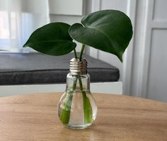 a plant in a glass vase sitting on a table