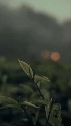 a plant with green leaves in the foreground and blurry mountains in the background