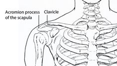 an image of the back of a human skeleton with labels on its chest and ribs