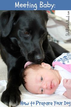 a baby laying next to a black dog on top of a white blanket with the words how to prepare your dog for meeting baby