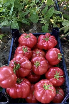 many red tomatoes are in a blue crate on the ground next to some green plants