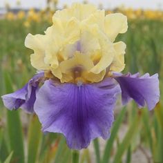 a purple and yellow flower in a field