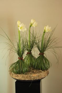 three white flowers are in the middle of some green grass and sand on top of a black stand