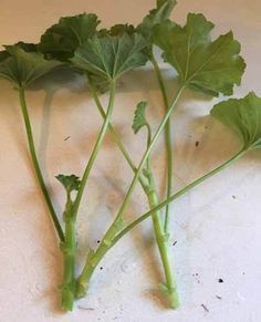 some green plants are growing on the counter top, and they're starting to wilt