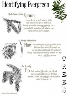 an image of pine tree tips for identifying evergreen