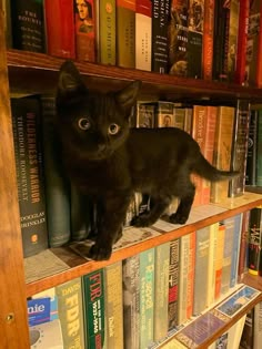 a black cat sitting on top of a bookshelf filled with lots of books