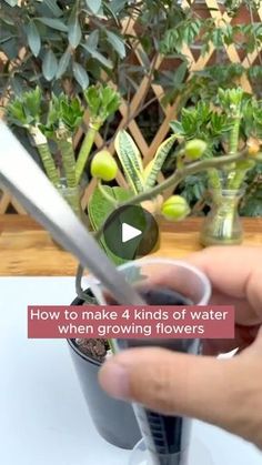 someone is holding scissors over a potted plant that has flowers in it and the words how to make 4 kinds of water when growing flowers