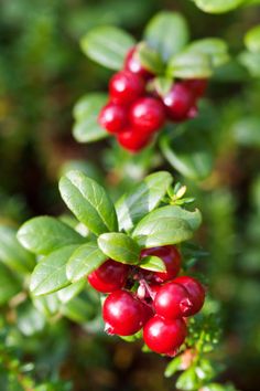 red berries are growing on the green leaves