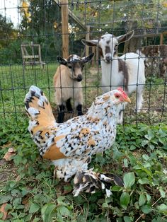 two goats and a chicken in a fenced in area with green plants on the ground