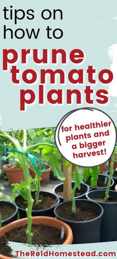 a bunch of potted plants with the words, tips on how to prune tomato plants