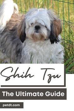 a small dog standing in the grass next to a fence with text that reads, shih tzu the ultimate guide