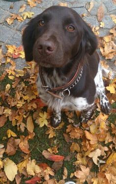 a brown and white dog sitting on top of leaves next to a pair of shoes