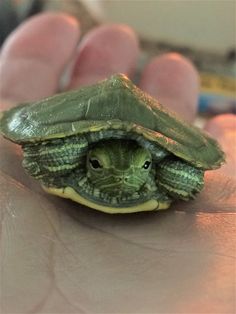 a close up of a person's hand holding a small turtle in it's shell