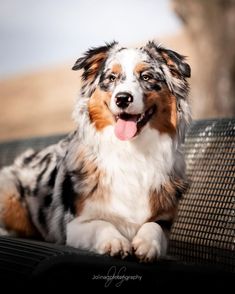 a dog sitting on top of a metal bench