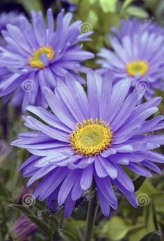 purple flowers with yellow center surrounded by green leaves