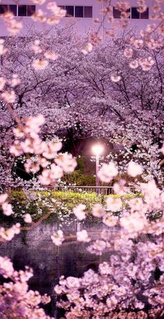 the trees are blooming and there is a light in the middle of the photo