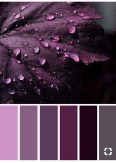 a purple leaf with water drops on it and the color scheme is in shades of red,