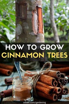 cinnamon trees with the title how to grow cinnamon trees