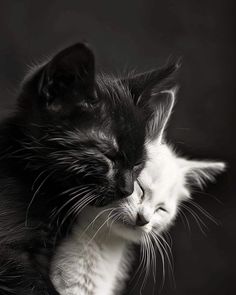 a black and white cat laying down with its eyes closed