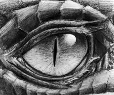 the eye of an animal is shown in this drawing