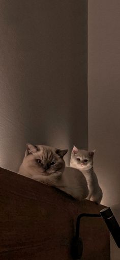 two cats sitting next to each other on top of a wooden shelf under a light