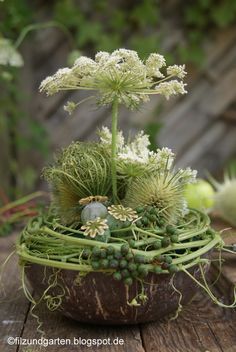 a close up of a plant in a bowl on a wooden table with other plants