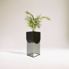 a plant in a black vase on a white background