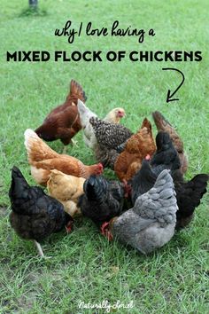 a bunch of chickens standing around in the grass with text overlay that reads why i love having a mixed flock of chickens