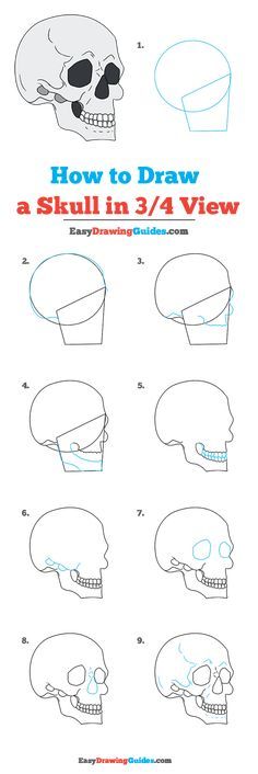 how to draw a skull in 3 / 4 view step by step instructions for children