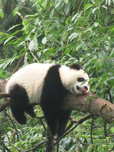 a panda bear sitting on top of a tree branch with its tongue hanging out in the air