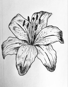 a black and white drawing of a flower