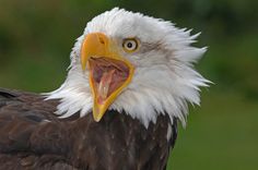 an eagle with its mouth open and it's tongue out